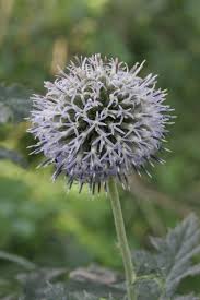 Image result for Echinops spaerocephalus
