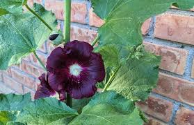 Attēlu rezultāti vaicājumam “Alcea rosea leaf”