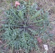 Attēlu rezultāti vaicājumam “Centaurea stoebe leaf”