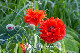 Image result for Papaver orientale