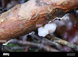 Attēlu rezultāti vaicājumam “Tremella encephala”