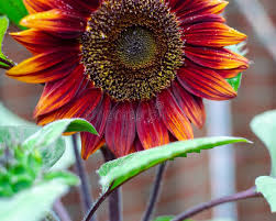 Attēlu rezultāti vaicājumam “pollen corona”