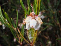 Attēlu rezultāti vaicājumam “Andromeda polifolia”