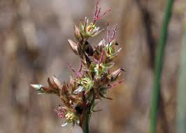 Attēlu rezultāti vaicājumam “Juncus balticus”