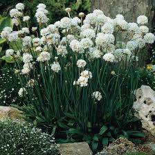 Attēlu rezultāti vaicājumam “Armeria vulgaris flower”