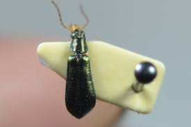 Attēlu rezultāti vaicājumam “Dasytidae”