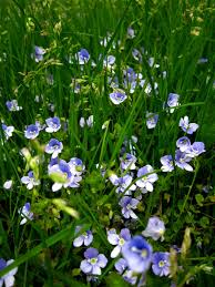 Attēlu rezultāti vaicājumam “Stuckenia filiformis flower”