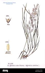 Attēlu rezultāti vaicājumam “Agrostis canina leaf”