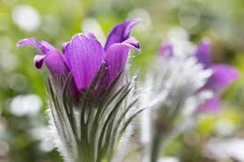 Attēlu rezultāti vaicājumam “Pulsatilla pratensis”