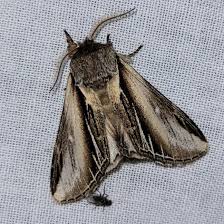 Attēlu rezultāti vaicājumam “Pheosia tremula”