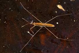 Attēlu rezultāti vaicājumam “Limnoporus rufoscutellatus”