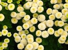 Image result for Tanacetum parthenium 'Tetraweiss'
