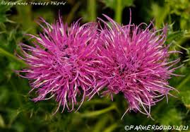 Attēlu rezultāti vaicājumam “Cirsium acaule leaf”