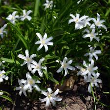 Attēlu rezultāti vaicājumam “Scilla luciliae”