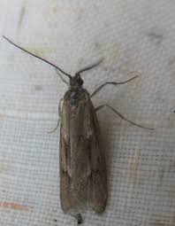 Attēlu rezultāti vaicājumam “Diurnea lipsiella male”