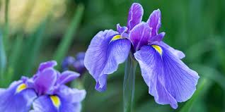 Image result for Iris