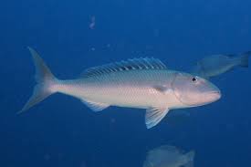 Image result for Aprion virescens