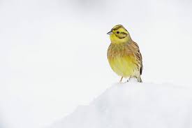 Attēlu rezultāti vaicājumam “Emberiza citrinella male”