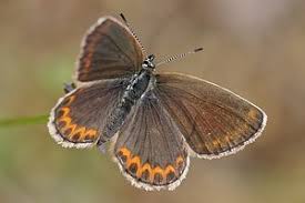 Attēlu rezultāti vaicājumam “Plebejus idas”