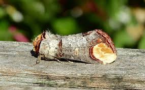 Attēlu rezultāti vaicājumam “Phalera bucephala”