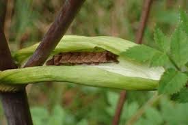 Attēlu rezultāti vaicājumam “Melanchra persicariae imago”