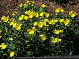 Attēlu rezultāti vaicājumam “Oenothera rubricauli”