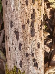 Attēlu rezultāti vaicājumam “Hypoxylon vogesiacum”