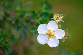 Attēlu rezultāti vaicājumam “Potentilla arenaria flower”