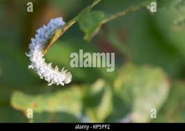 Attēlu rezultāti vaicājumam “Eriocampa ovata larva”