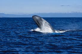 Image result for Balaenoptera musculus
