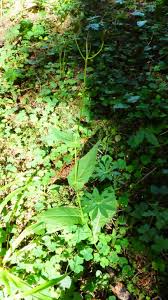Attēlu rezultāti vaicājumam “Crepis paludosa leaf”