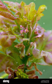 Attēlu rezultāti vaicājumam “Quercus robur female flower”