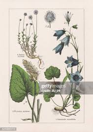 Image result for Campanula patula