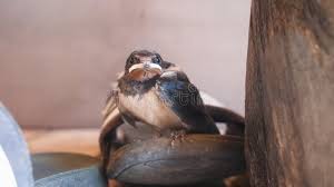 Attēlu rezultāti vaicājumam “Hirundo rustica juvenile”
