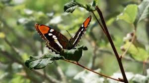 Attēlu rezultāti vaicājumam “Nymphalidae”