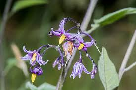 Attēlu rezultāti vaicājumam “Solanum dulcamara flower”
