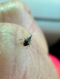 Attēlu rezultāti vaicājumam “Protapion sp.”