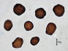 Attēlu rezultāti vaicājumam “Anthracoidea”