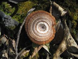 Attēlu rezultāti vaicājumam “Collaria rubens spores”