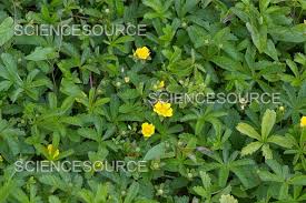 Attēlu rezultāti vaicājumam “Potentilla reptans flower”
