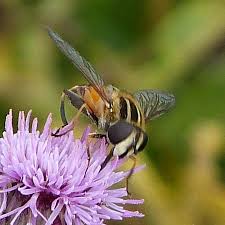 Attēlu rezultāti vaicājumam “Helophilus hybridus male”
