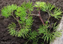 Attēlu rezultāti vaicājumam “Batrachium circinatum flower”