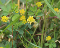 Attēlu rezultāti vaicājumam “Trifolium dubium fruit”