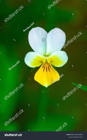 Attēlu rezultāti vaicājumam “Viola tricolor leaf”