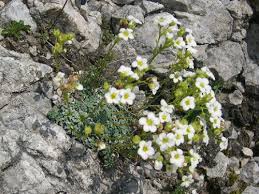 Image result for Steinbrech