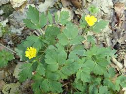 Attēlu rezultāti vaicājumam “Ranunculus repens”