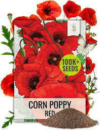 Image result for Papaver rhoeas