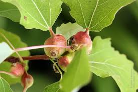 Attēlu rezultāti vaicājumam “Contarinia petioli”