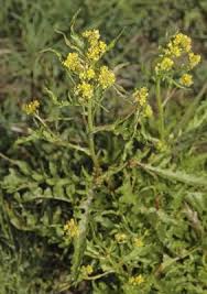 Attēlu rezultāti vaicājumam “Rorippa palustris leaf”