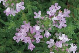 Attēlu rezultāti vaicājumam “Thymus serpyllum flower”